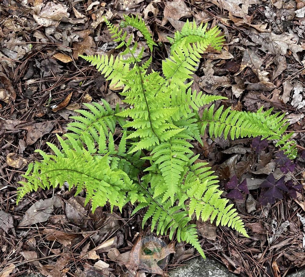 Fern Dryopteris Southern