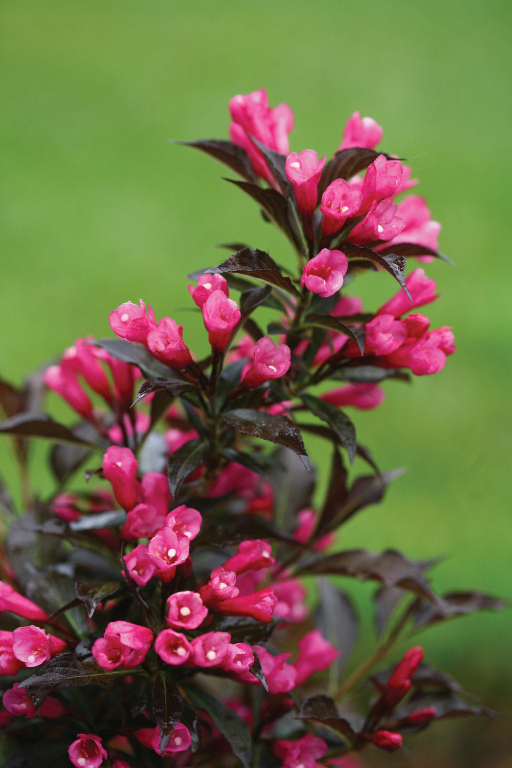 Weigela Spilled Wine