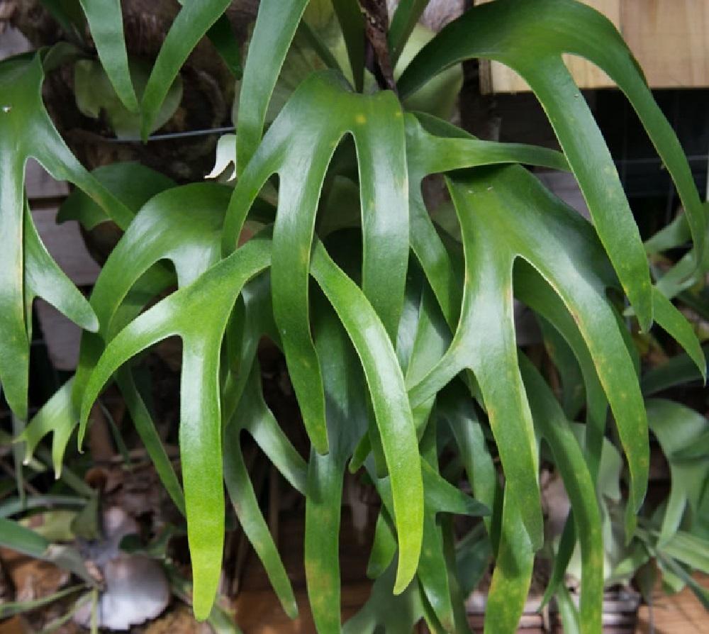 Fern Staghorn