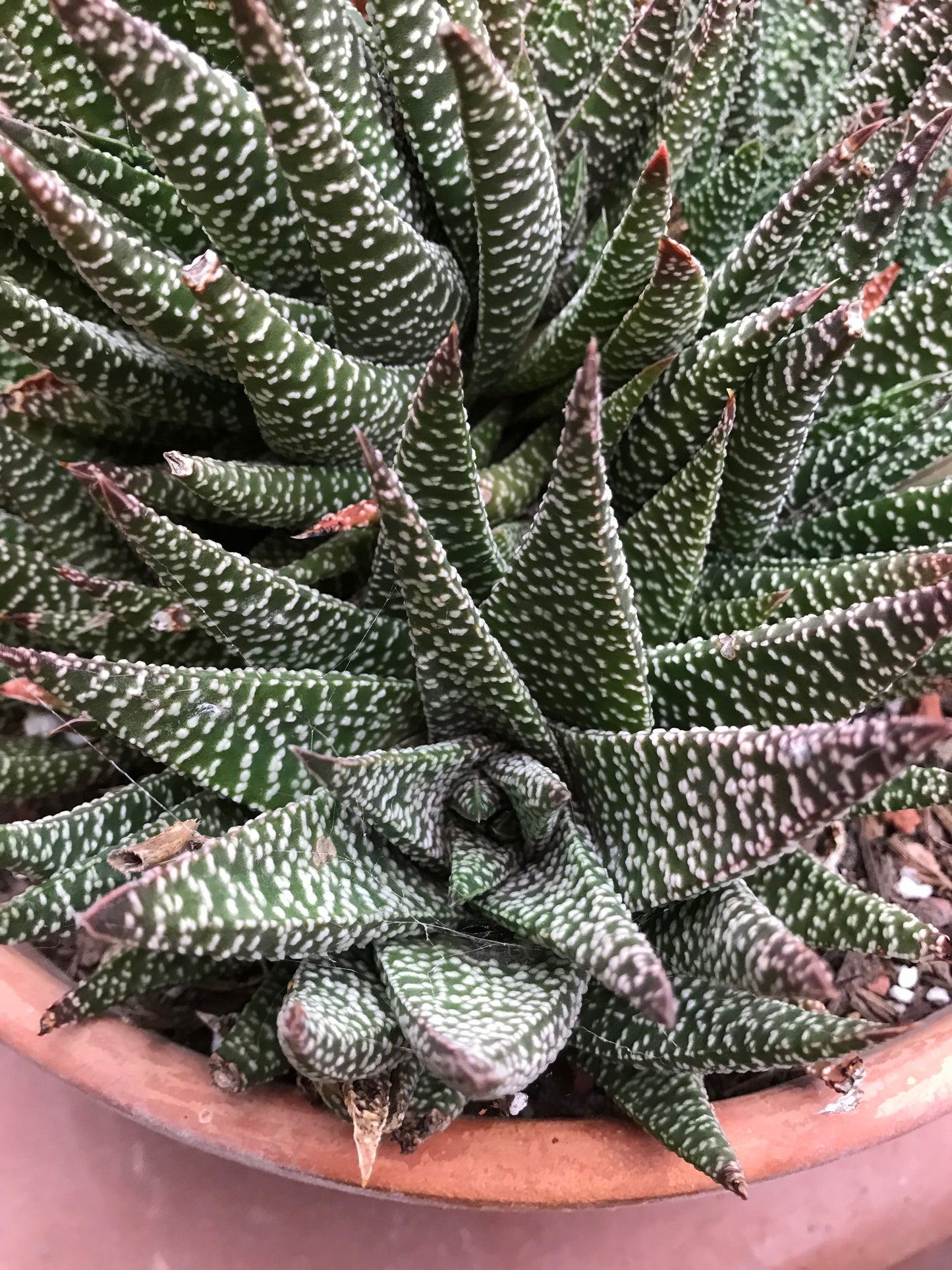 Hawthornia Star Girl