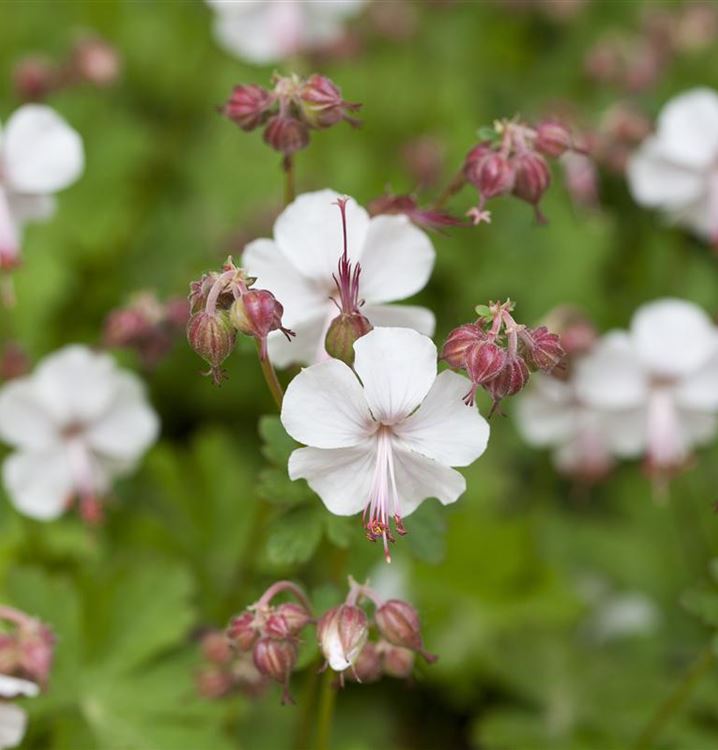 Geranium Cantabrigiense St Ola