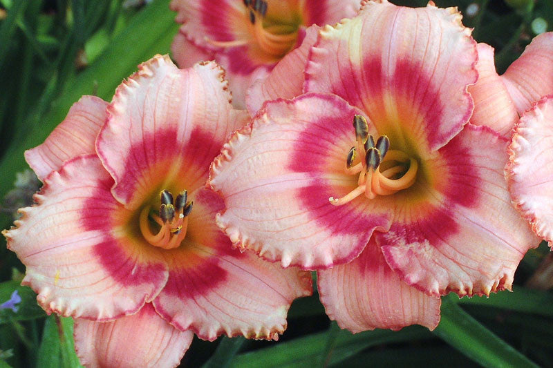 Daylily Strawberry Candy