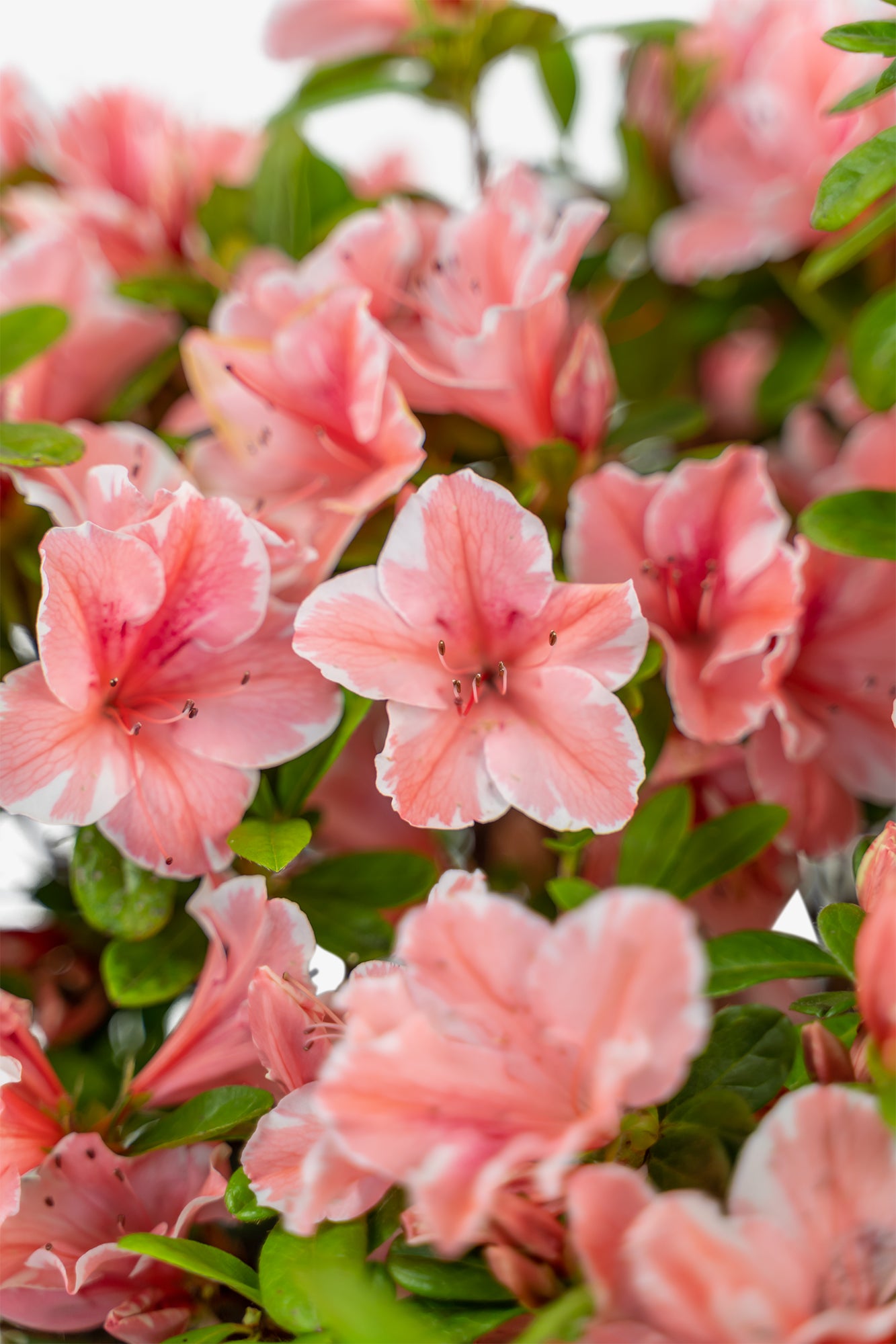 Azalea Autumn Sunburst