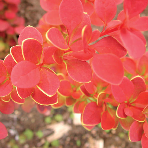 Barberry Sunjoy Tangelo