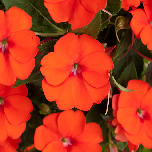 Sunpatiens Vigorous Orange