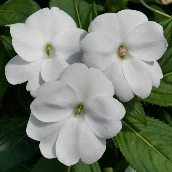 Sunpatiens Vigorous White