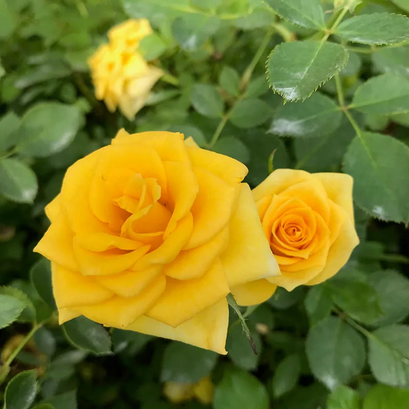 Sunrose Fragrant Yellow