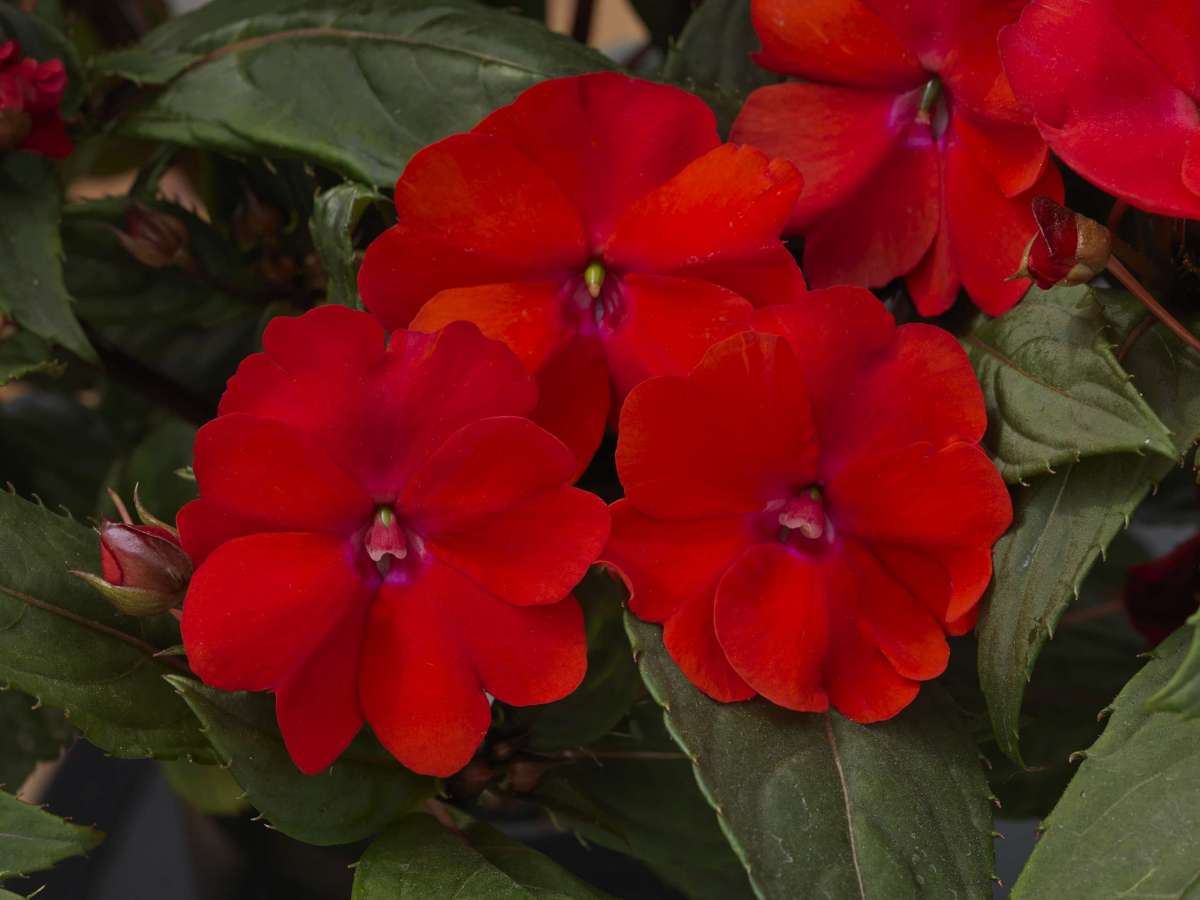Sunpatiens Tall Red