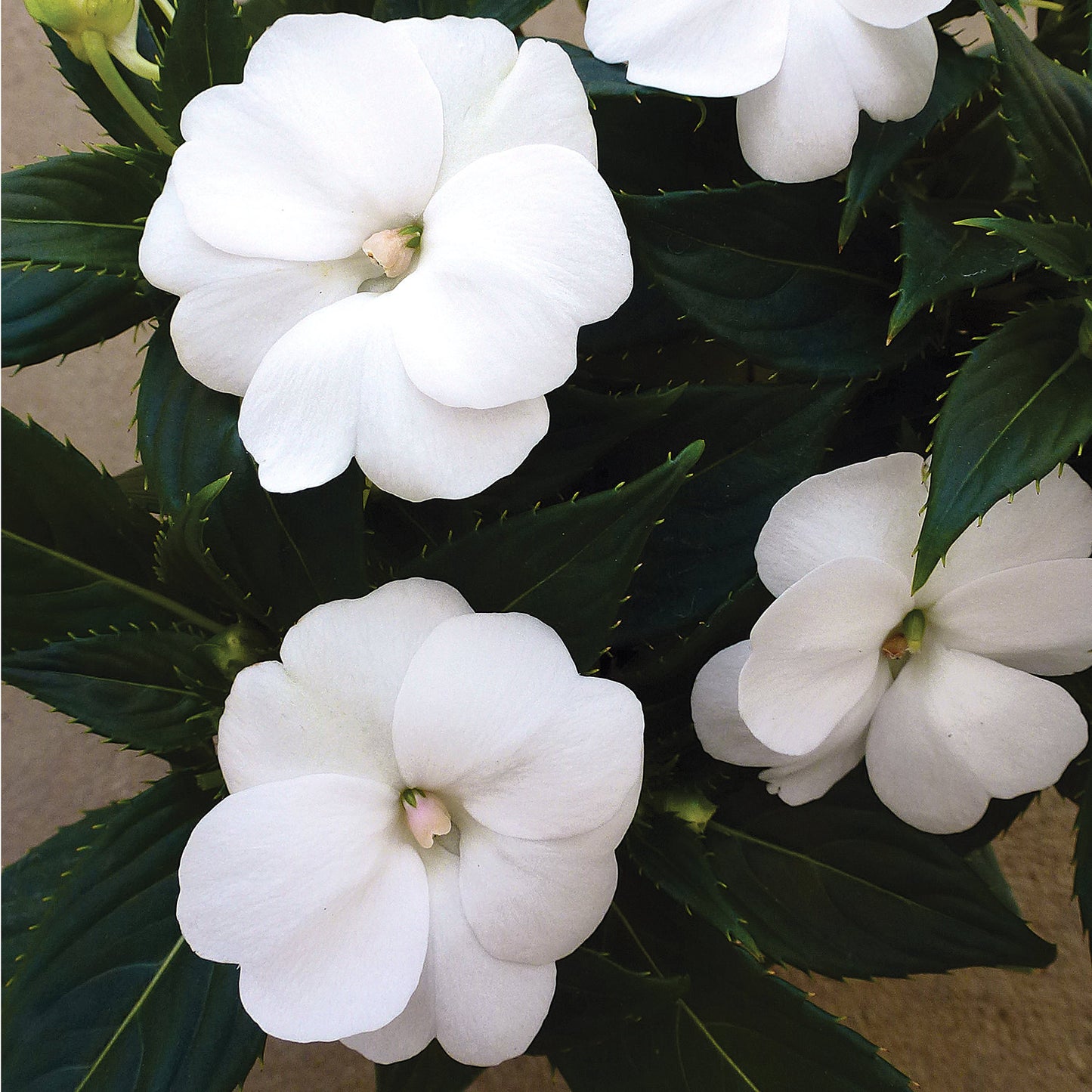 Sunpatiens Tall White
