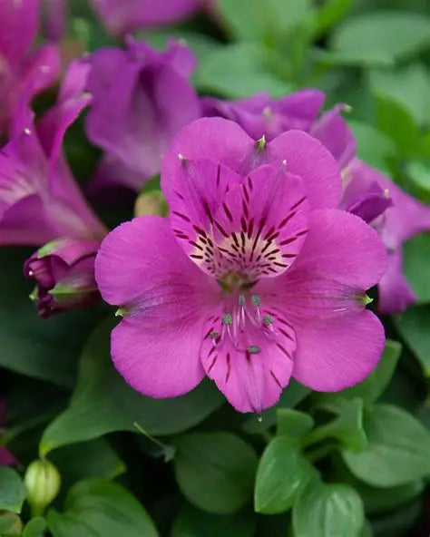 Alstroemeria Tamara