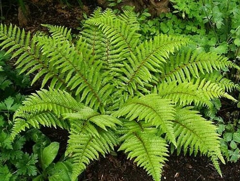 Fern Polystichum Tassel