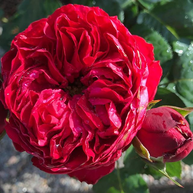 Traviata Hybrid Tea Rose
