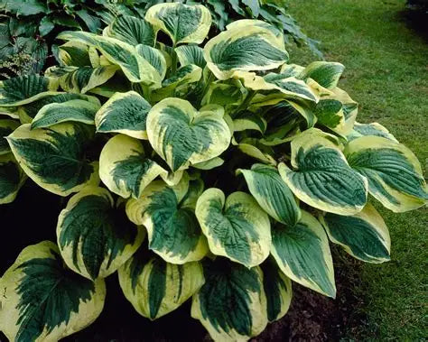 Hosta Twilight