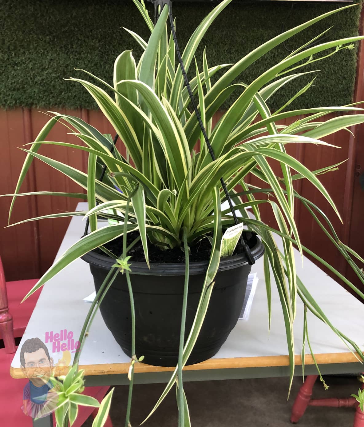 Chlorophytum Variegated Basket