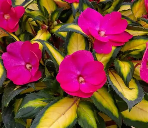 Sunpatiens Variegated Pink