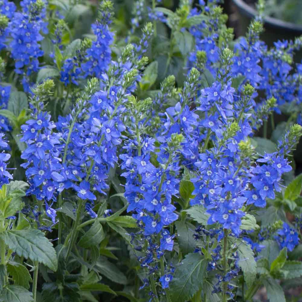 Veronica Venice Blue