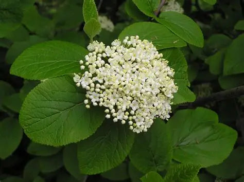Viburnum Lantana