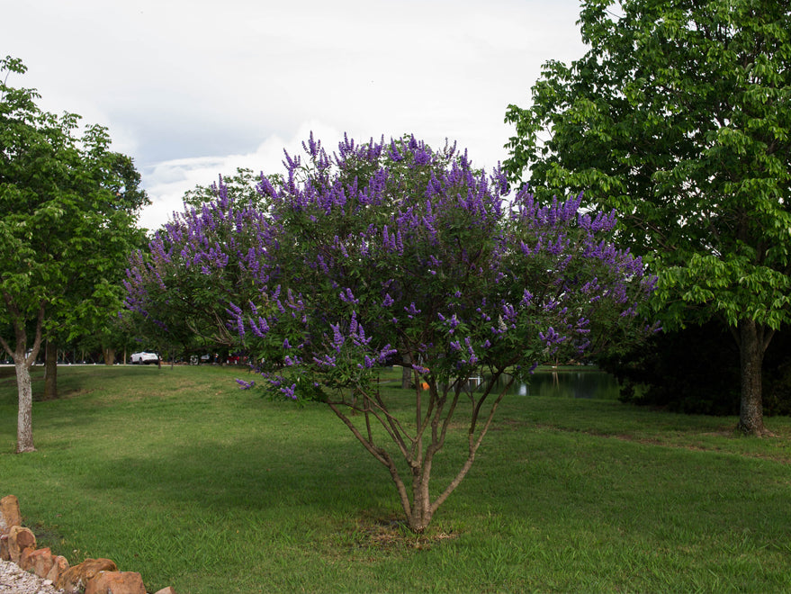 Vitex Shoal Creek