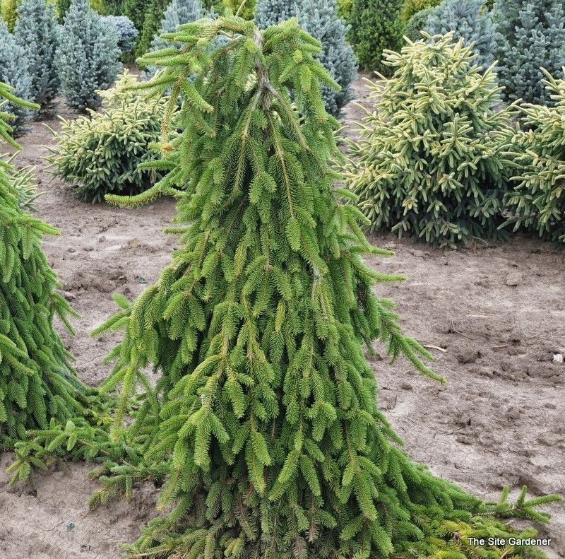 Weeping Norway Spruce