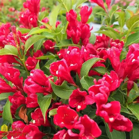 Weigela Sonic Red