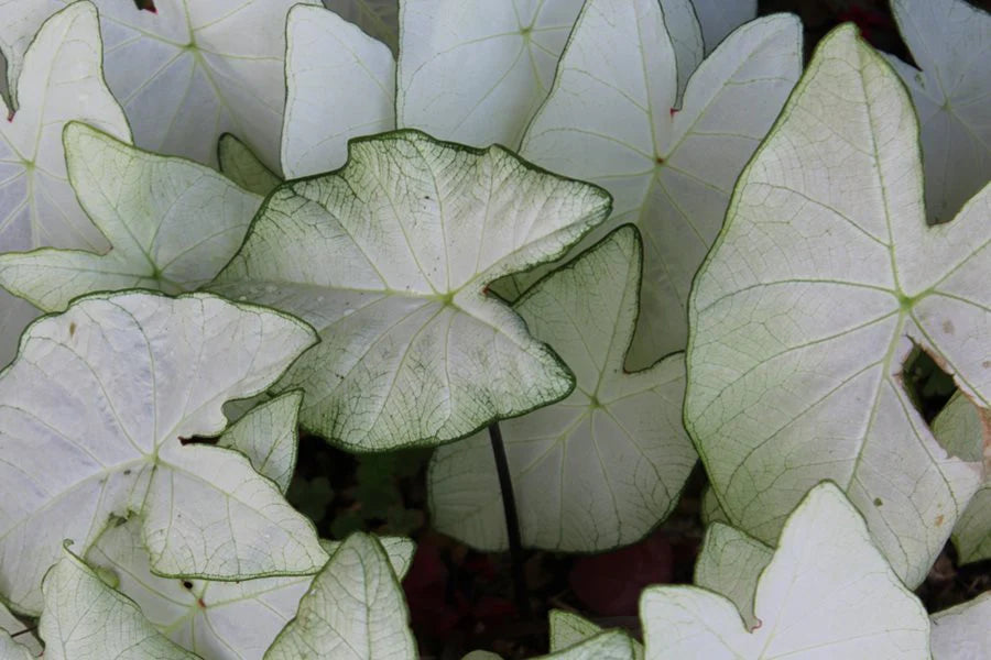Caladium Moonlight White