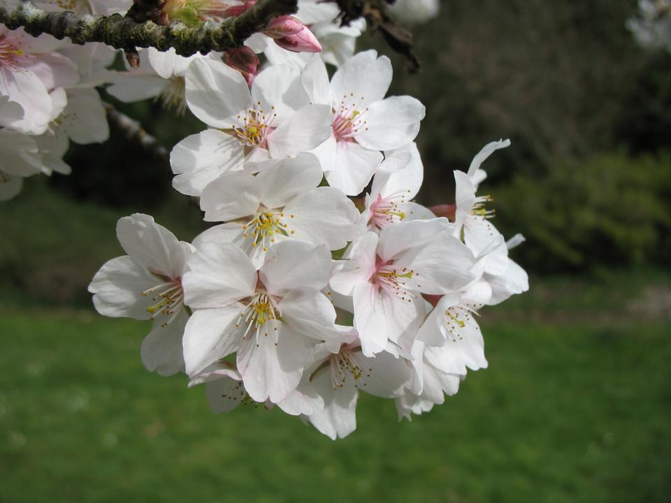 Cherry Yoshino Flowering White