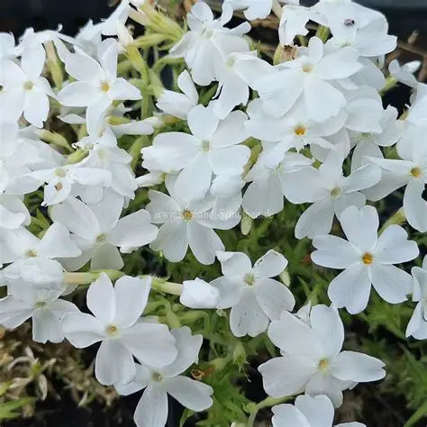 Phlox White Delight