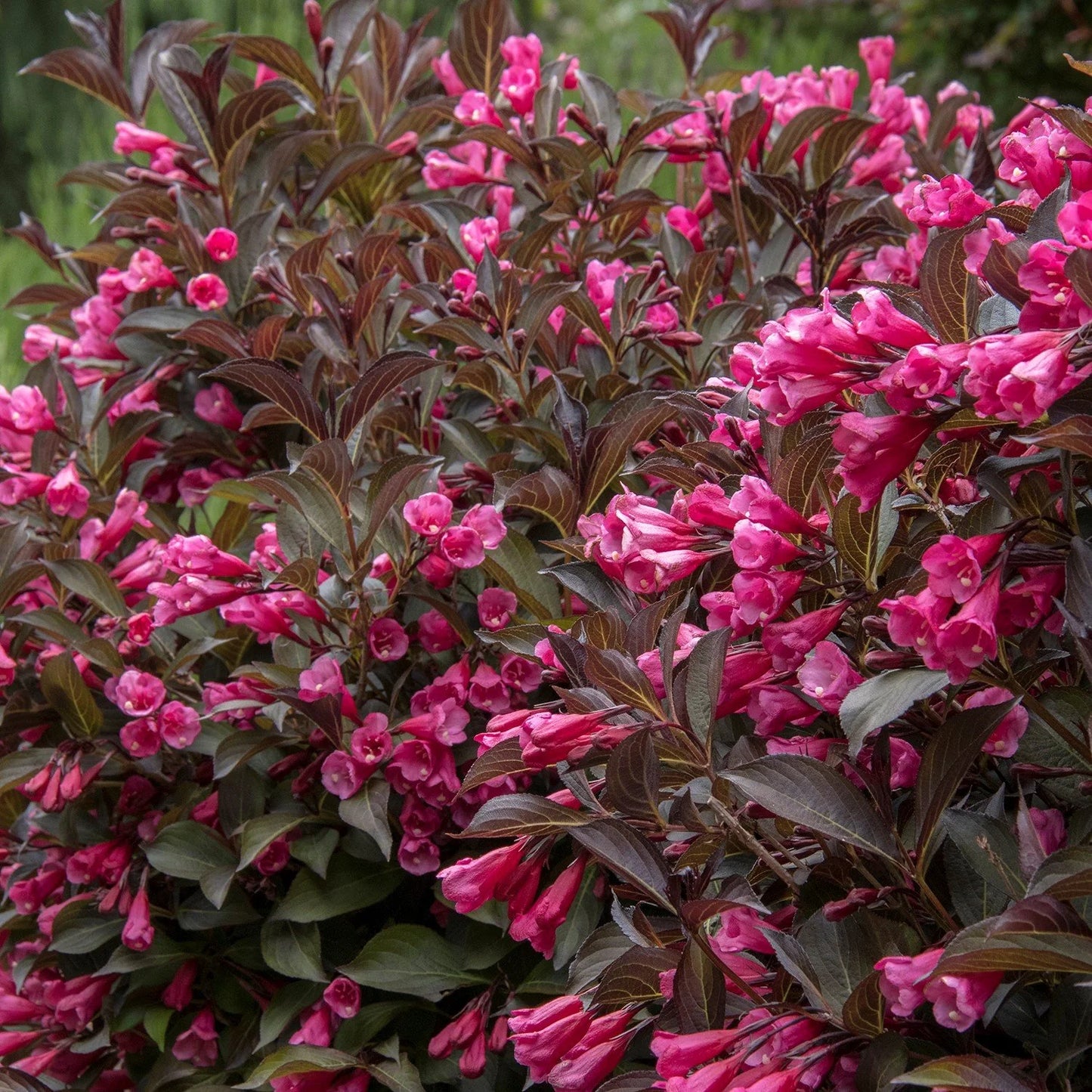Weigela Wine and Roses