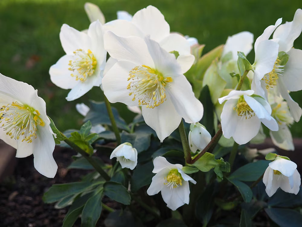 Helleborus-Winter Christmas