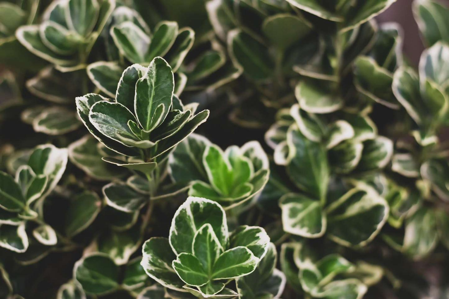 Euonymus Green Wintercreeper