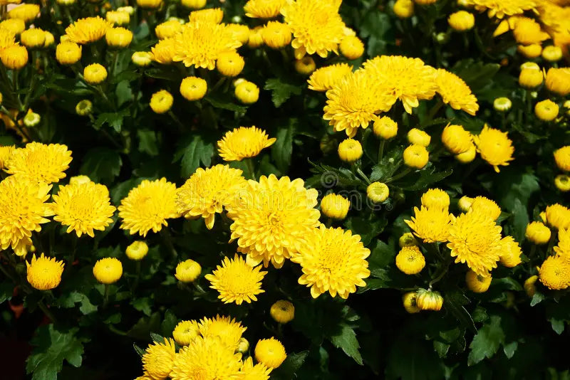 Yellow Mums