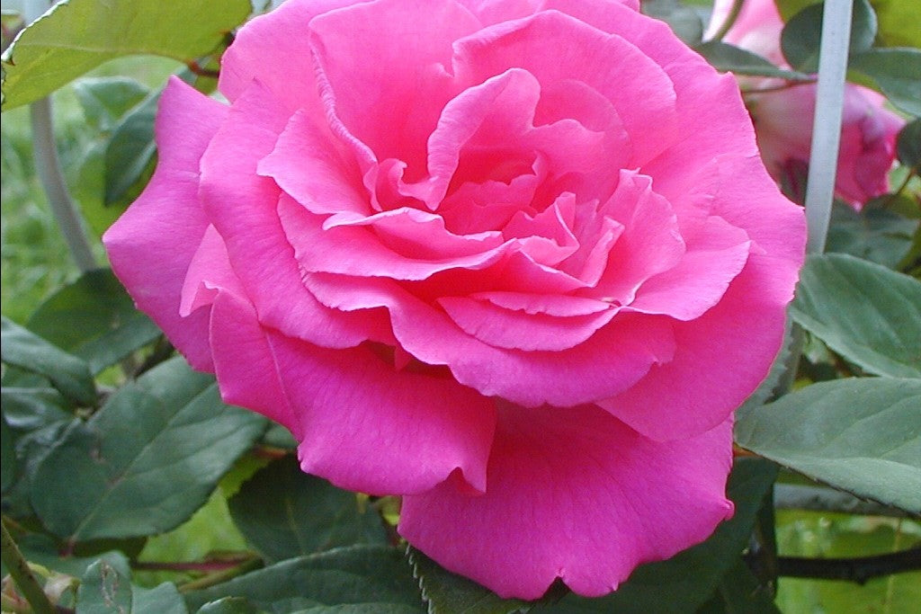 Arborose Zephrine Pink