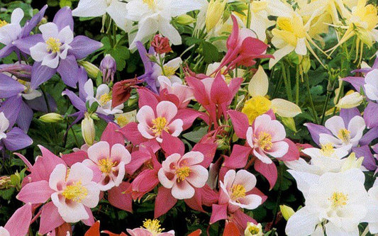 Aquilegia Origami Mix
