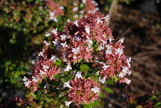 Abelia Rose Creek