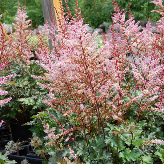 Astilbe-Delft Lace