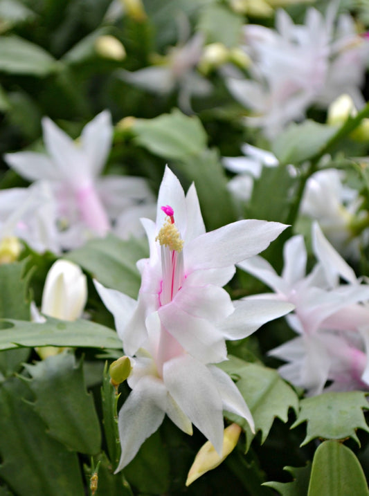 Cactus White Holiday