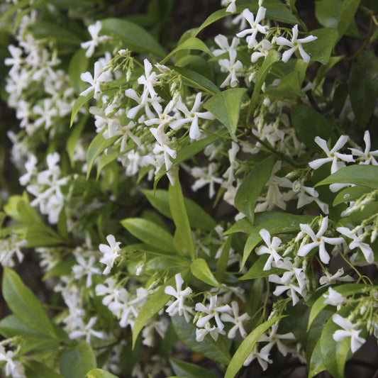 Confederate Jasmine Vine