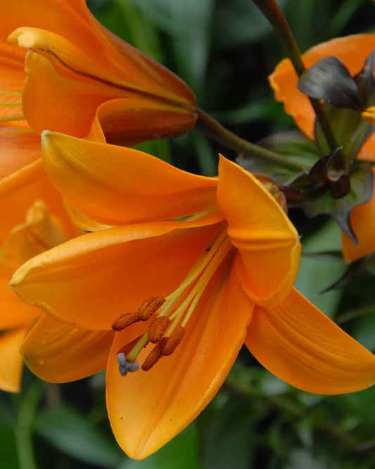 Daylily African Queen