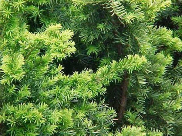 Yew Taxus Densiformis