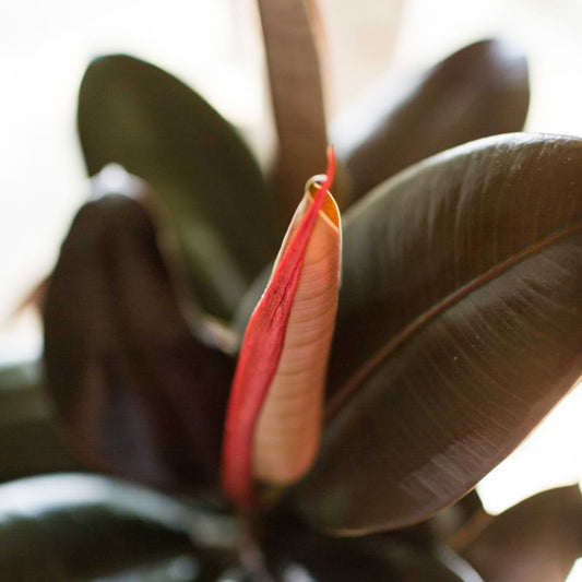 Fig Ficus Purple