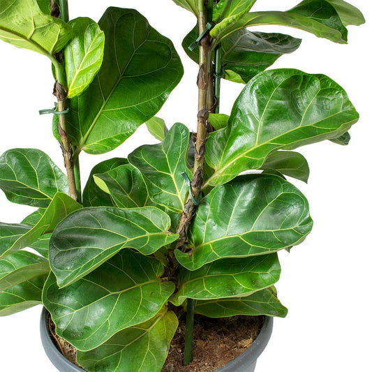 Fig Ficus Lyrata