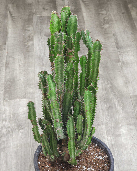 Cactus Cathedral 3 Star