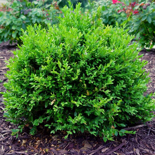 Boxwood Green Velvet