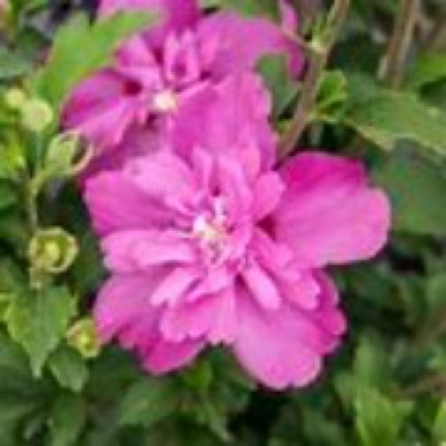 Hibiscus Double Red