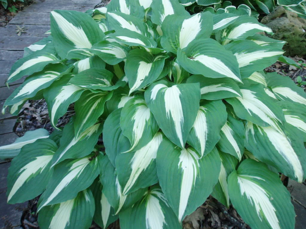 Hosta Night Before Christmas