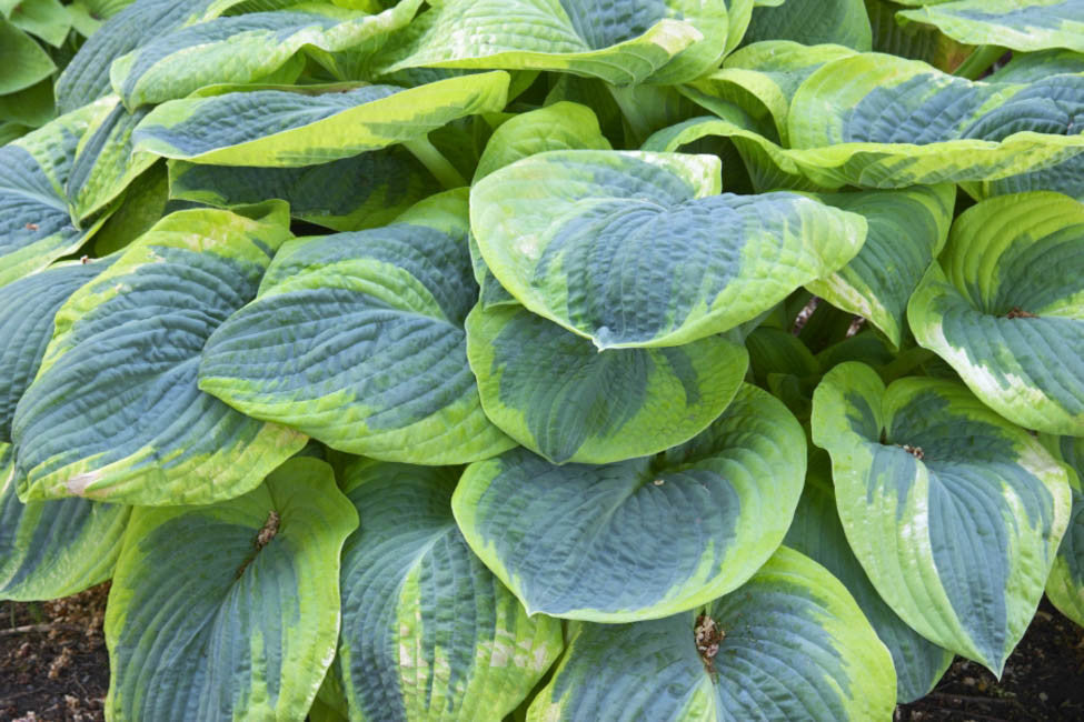 Hosta Frances William