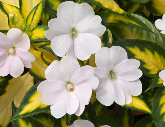 Sunpatiens Variegated White