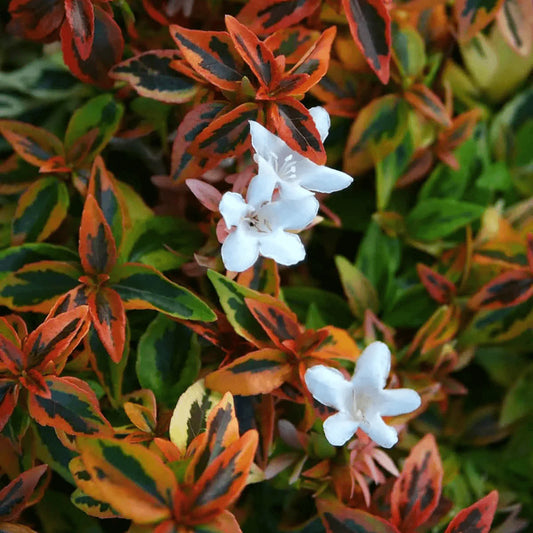 Abelia Variegated Kaleidoscope