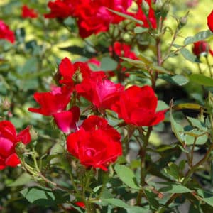 Kolorscape Red Rose