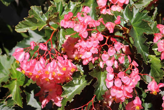Begonia Angel Carry-a-Torch